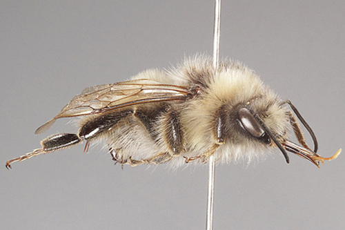 Rotatable 360°-view of a bumblebee